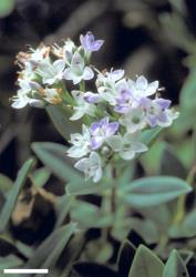 Veronica insularis. Shoots and inflorescences. Scale = 10 mm.
 Image: R.E. Beever © Ross Beever CC-BY-NC 3.0 NZ